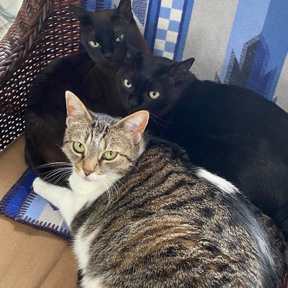 Meet your Posher, Linda. I’m a painter, but I was a San Francisco attorney. - Picture 8 of 9